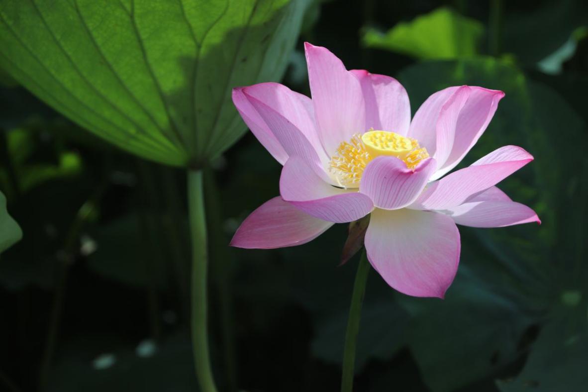 图片1.jpg 图片1.jpg