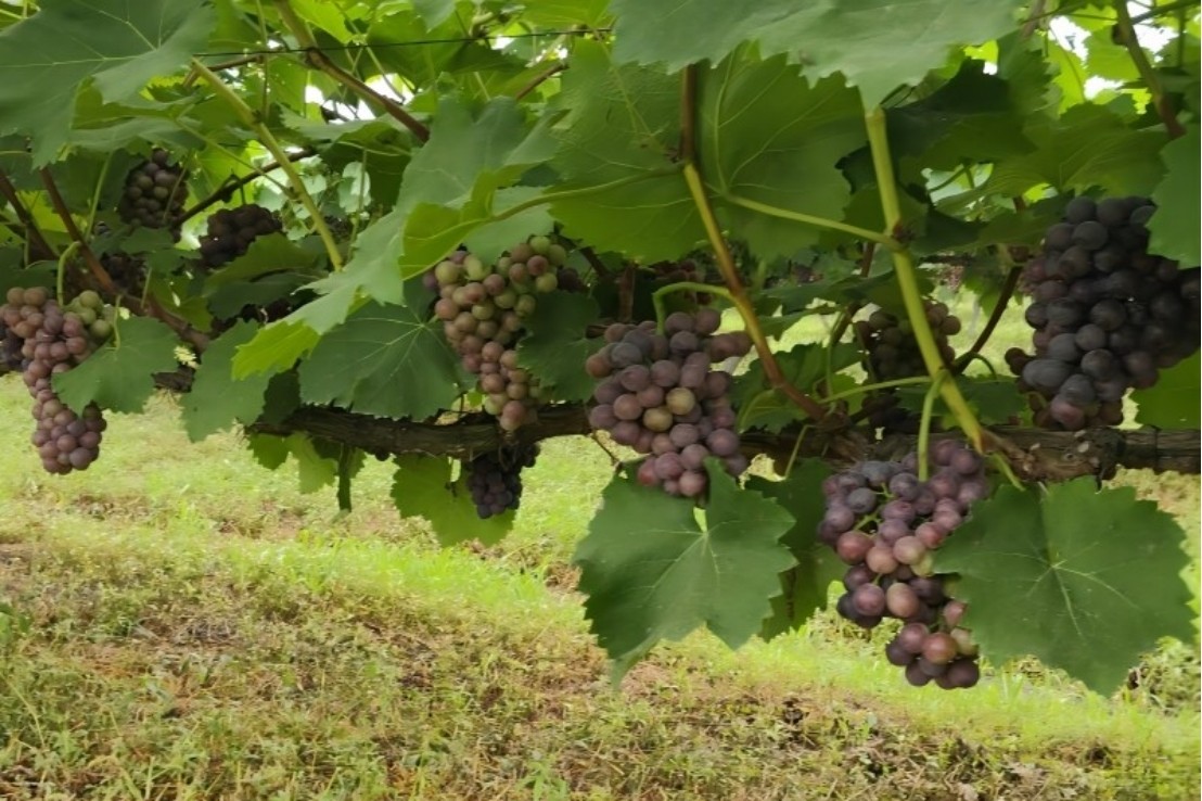 图片3.jpg 图片3.jpg