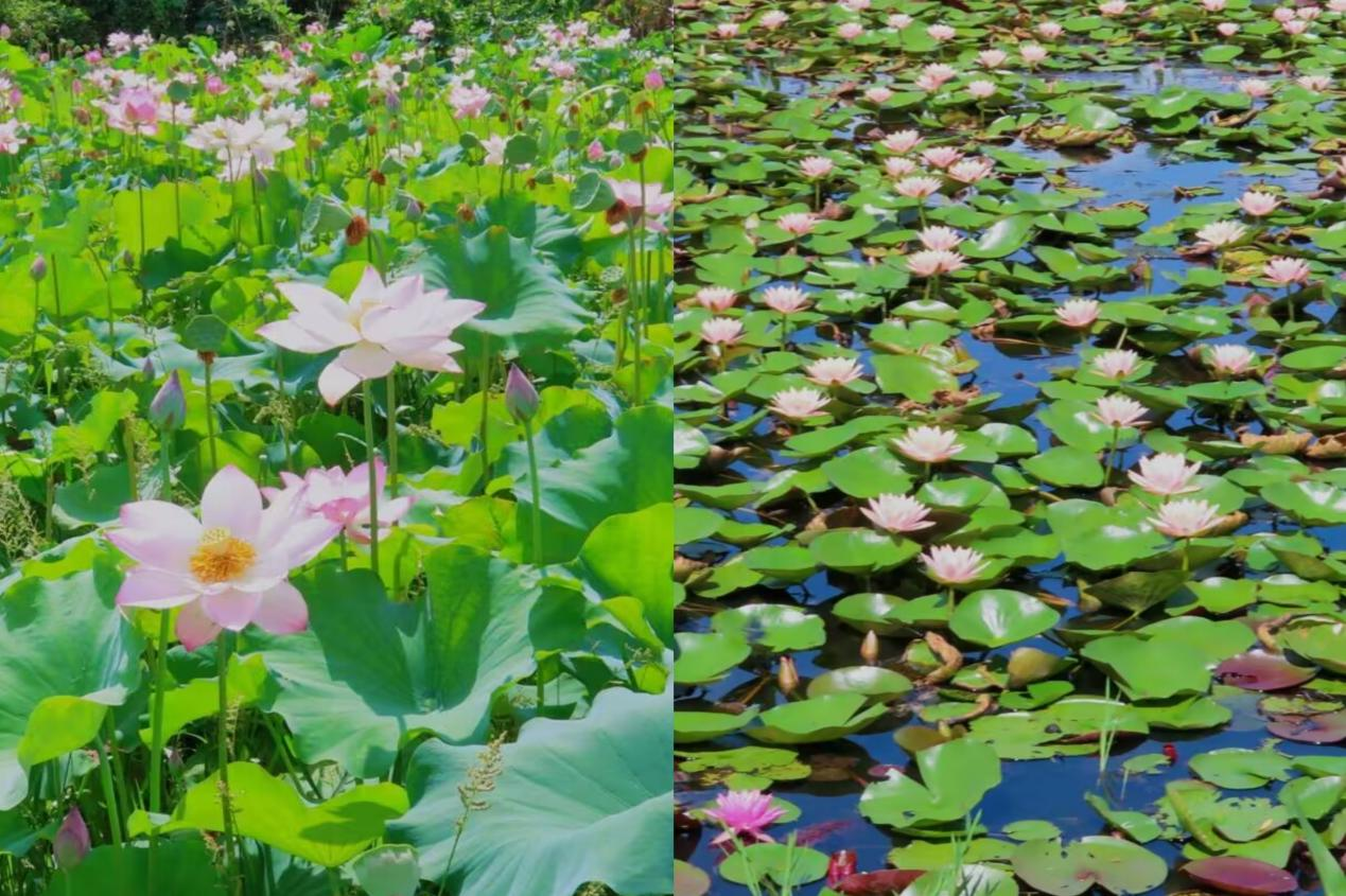 图片51.png 图片51.png