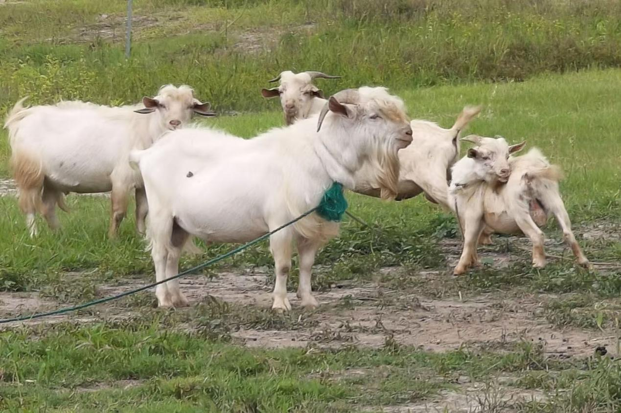 图片18.png 图片18.png